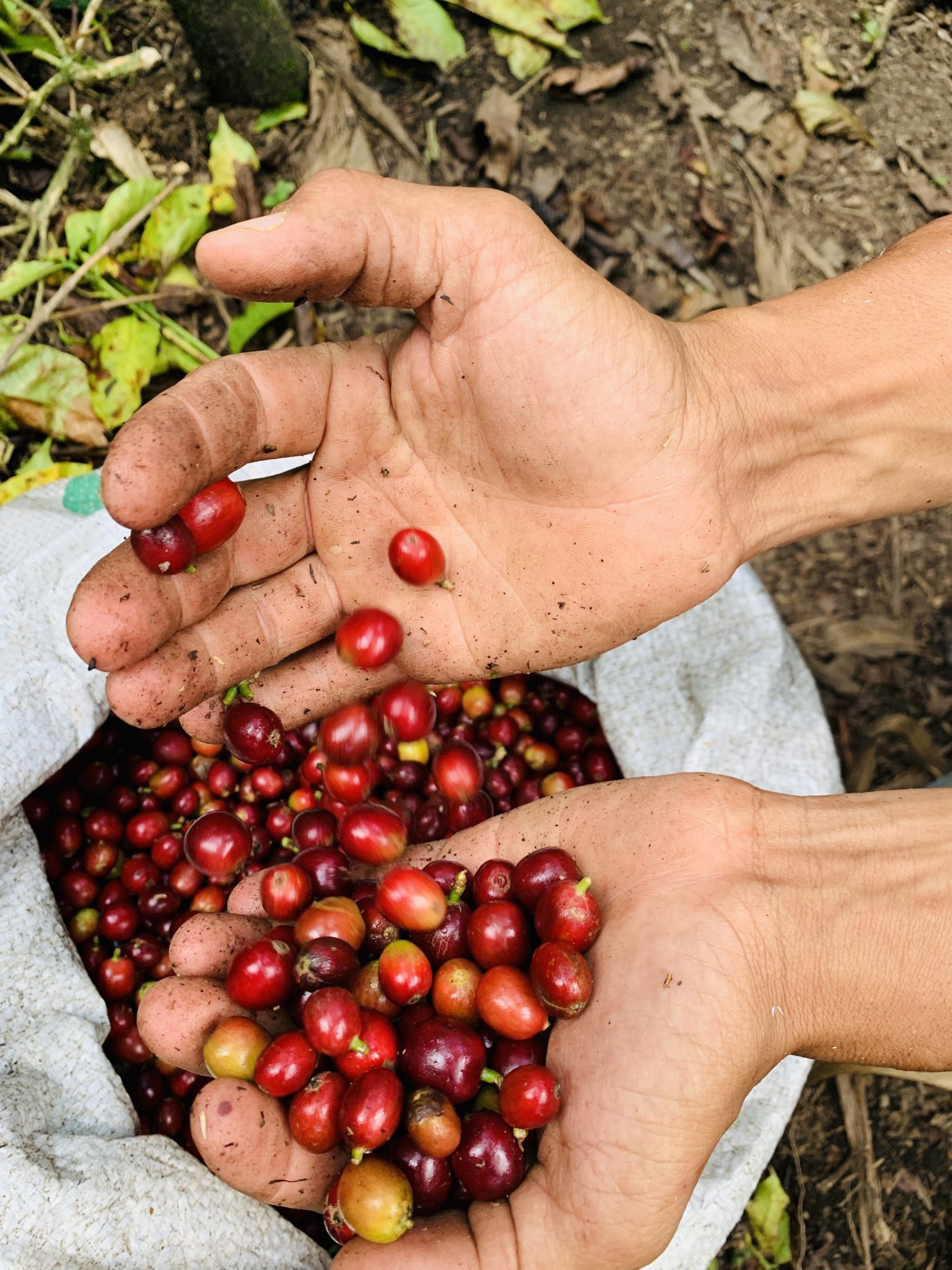 Café Huila (250g) Compro Café de Colombia